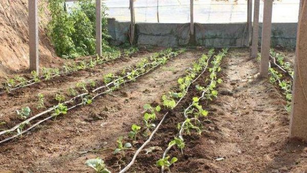 家庭种植黄瓜怎么育苗才好