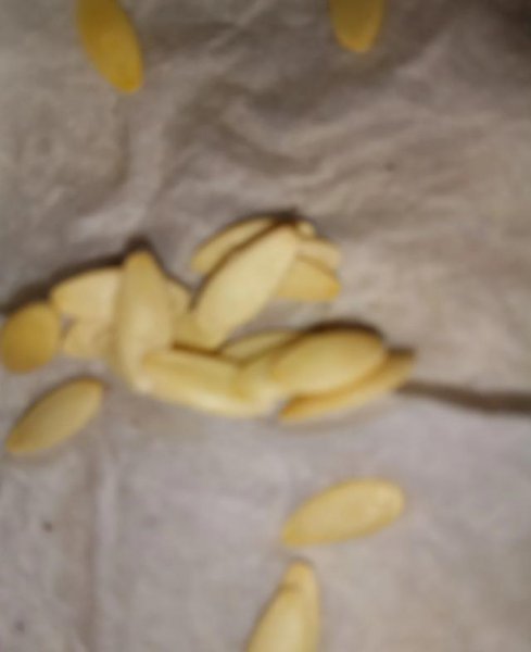 家庭种植黄瓜怎么育苗才好