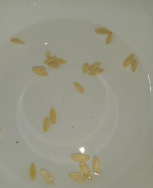 家庭种植黄瓜怎么育苗才好