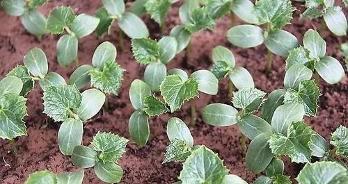 家庭种植黄瓜怎么育苗才好