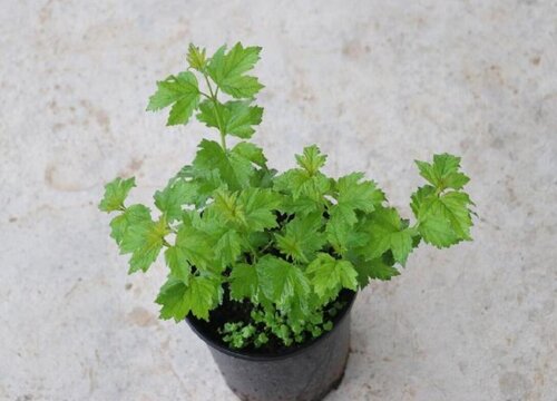 中华木绣球为什么不开花