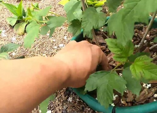 中华木绣球为什么不开花