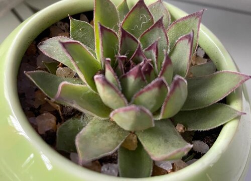 多肉植物冬天怎么养才能安全过冬