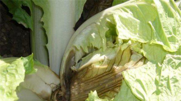 白菜需要防治哪些病害