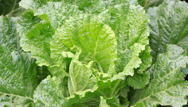 白菜需要防治哪些病害