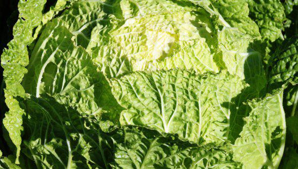 白菜需要防治哪些病害