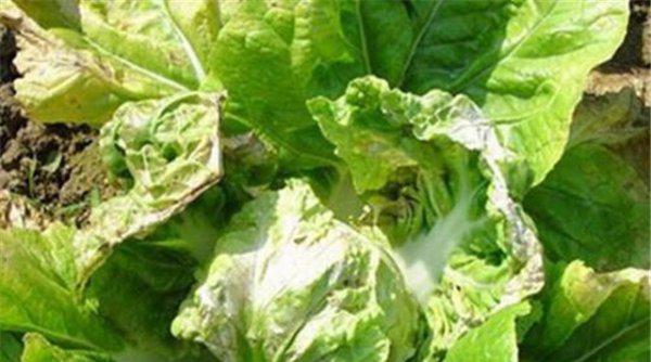 白菜需要防治哪些病害