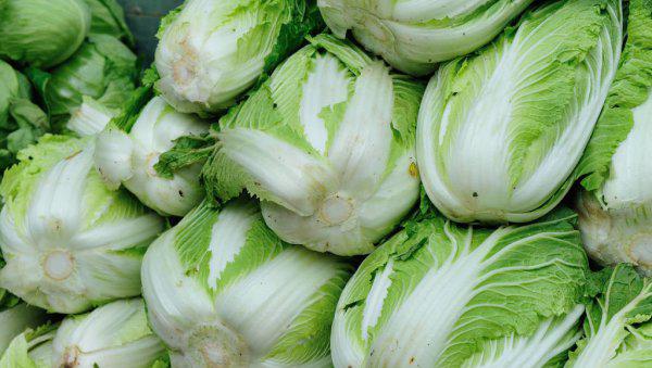 白菜需要防治哪些病害