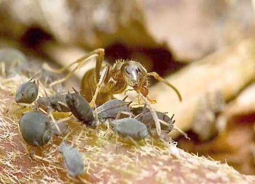 花盆里有蚂蚁怎么消灭不伤害花