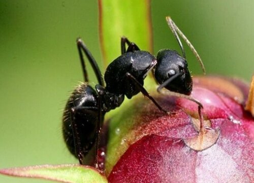花盆里有蚂蚁怎么消灭不伤害花