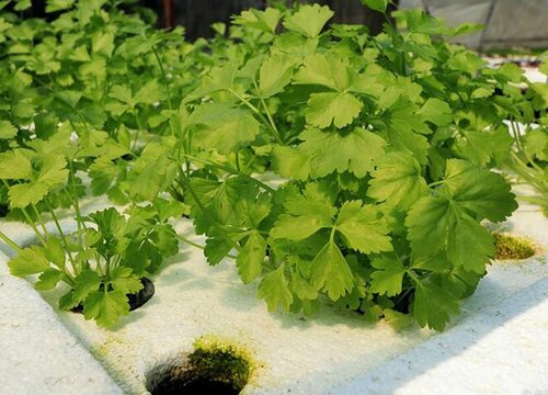 香菜的种植方法和注意事项