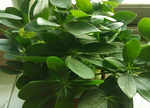 鸭掌木春季怎么施肥枝繁叶茂长势旺