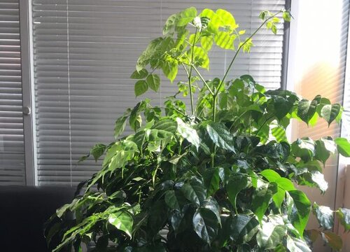 幸福树叶子卷起来是什么原因