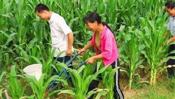 用尿素给玉米追肥直接撒地面行吗