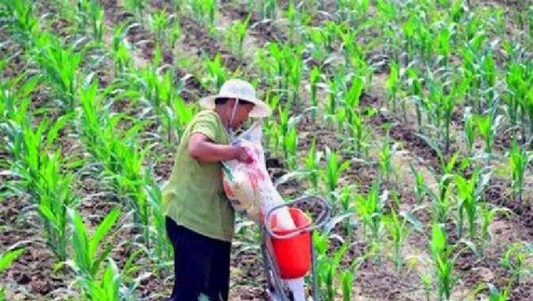 用尿素给玉米追肥直接撒地面行吗