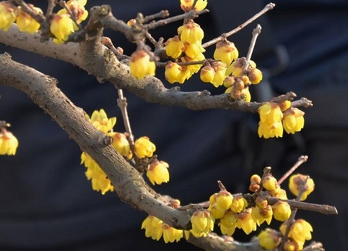 腊梅是乔木还是灌木植物