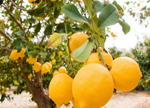 十大酸性水果排名