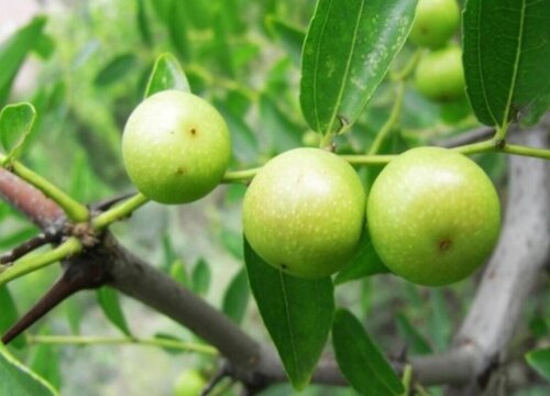 十大酸性水果排名