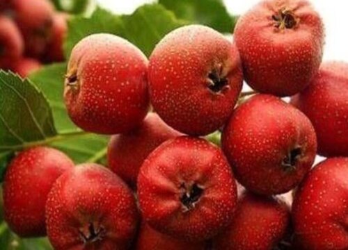 十大酸性水果排名