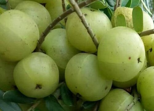 十大酸性水果排名