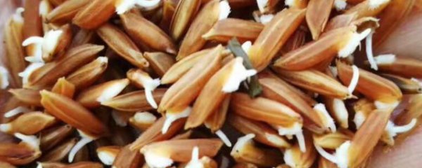 稻谷种子泡几天能发芽