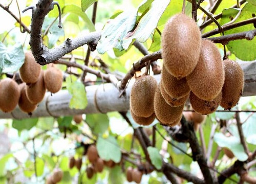 家里为什么不能养猕猴桃树