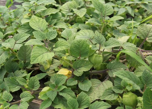 黄姑娘什么时候播种合适