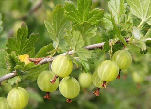 黄姑娘什么时候播种合适