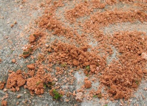 砖瓦如何养兰花生长旺盛猛开花