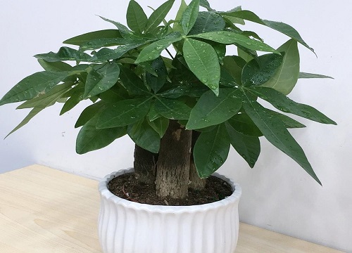 发财树适合放哪里