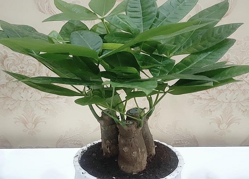 发财树适合放哪里