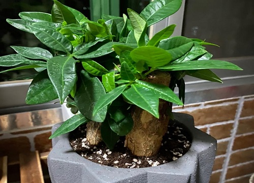 发财树适合放哪里