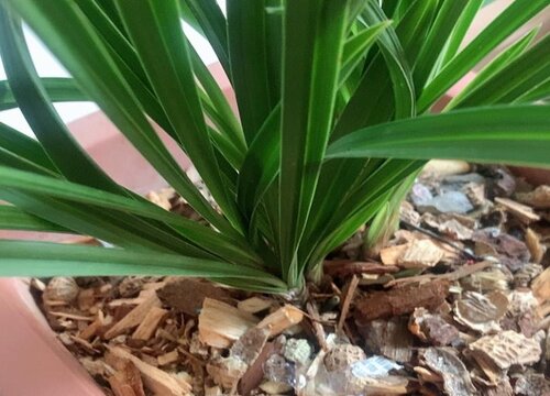 兰花养护中经常遇到的问题