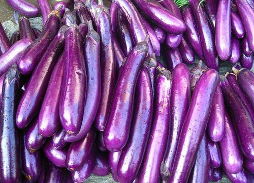 茄子几天发芽出苗