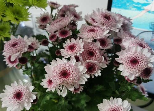 小雏菊播种后多久开花