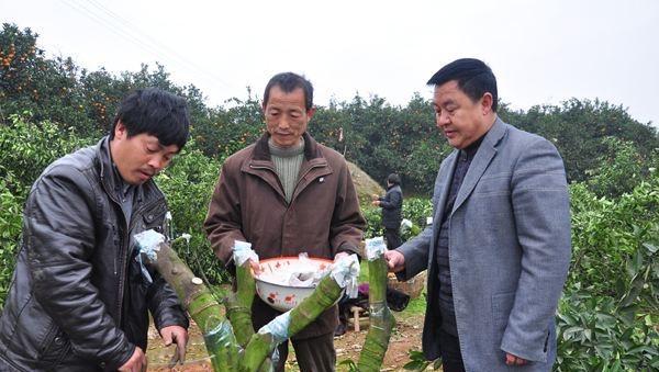 柑橘嫁接技术几种方法