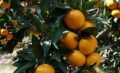 柑橘嫁接技术几种方法