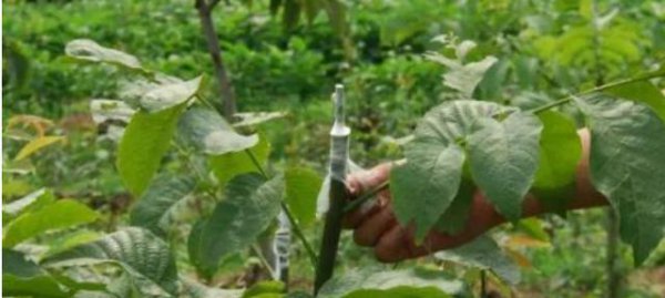 柑橘嫁接技术几种方法