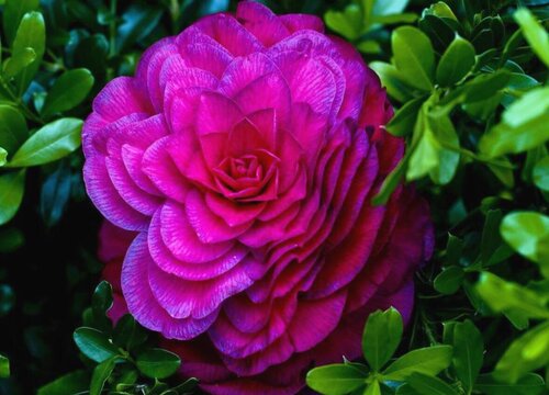 茶花六月份怎么养可以快速花芽分化