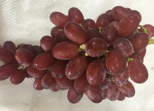 提子什么时候成熟