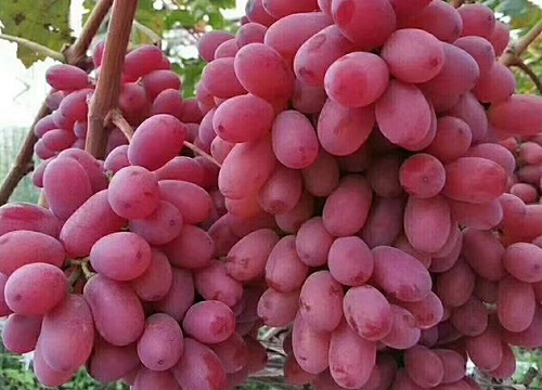 提子什么时候成熟