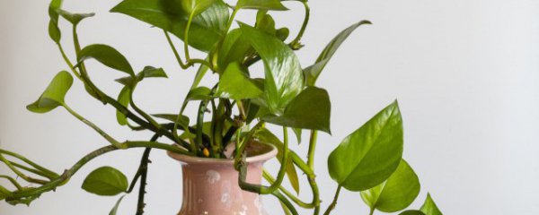 喜阴的室内大叶植物有哪些