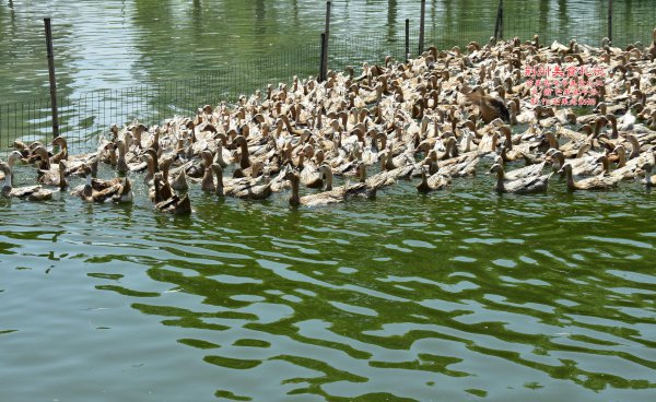 酱板鸭是哪里的特产