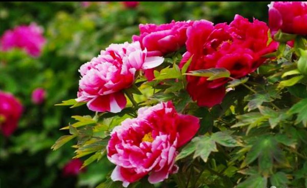 牡丹能在北方庭院种植吗