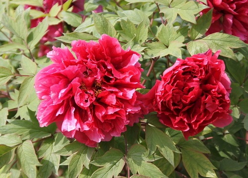 牡丹能在北方庭院种植吗