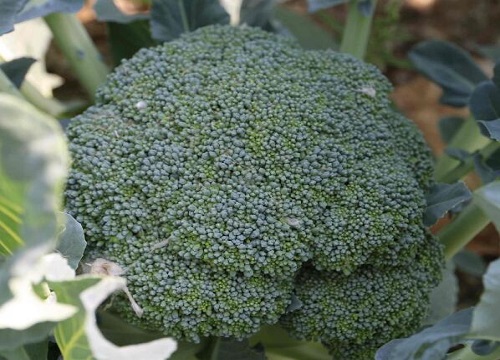 花菜种植时间和方法