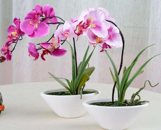 蝴蝶兰的寓意和风水作用