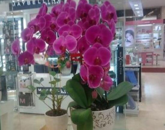蝴蝶兰的寓意和风水作用