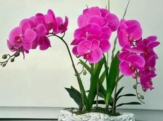 蝴蝶兰的寓意和风水作用