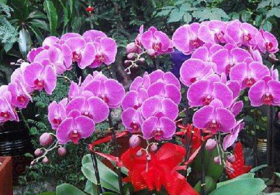 蝴蝶兰的寓意和风水作用